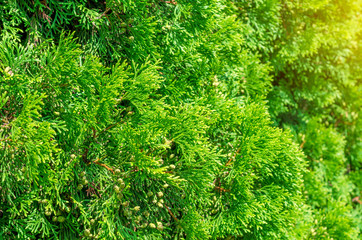 Green shrub thuya, planted evenly trimmed. Background bush, nature