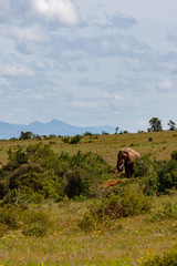Elephant walking in the field