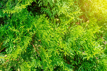 Green shrub thuya, planted evenly trimmed. Background bush, nature