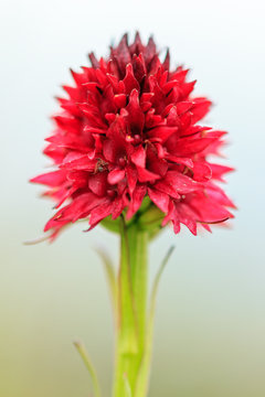 Beautiful close up macro of a red Vanilla Orchid (Gymnadenia rhellicani or rubra) in the swiss alps in summer
