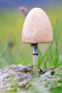 Panaeolus semiovatus, a medium-sized buff-colored mushroom toadstool on horse dung in the Swiss alps. Panaeolus is a genus of small, black-spored, saprotrophic agarics