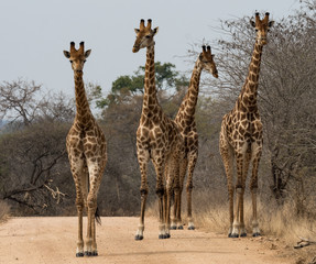Wild giraffe group on Sabieriver causeway, symmetric view