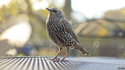 Birds in Central Park, New York