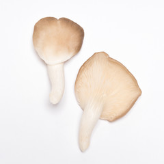Oyster mushrooms (Pleurotus ostreatus)  on white background