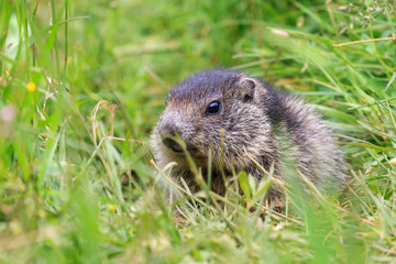 Beautiful and cute alpine marmot (Marmota marmota) in the green grass in the swiss alps in summer