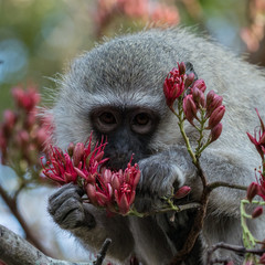 Vervet monkey sucking nectar from wild flower, face © Stoffel