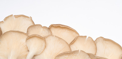 Oyster mushrooms (Pleurotus ostreatus)  on white background