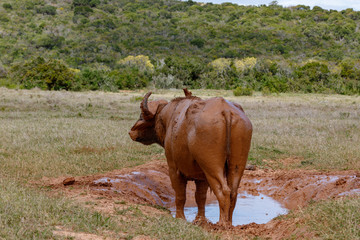 Buffalo standing at his mud bath