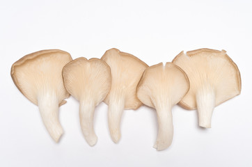 Oyster mushrooms (Pleurotus ostreatus)  on white background