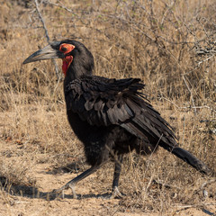 Colorful southern ground hornbill bird, full body in environment