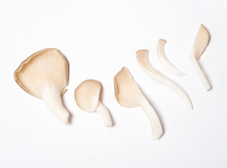 Oyster mushrooms (Pleurotus ostreatus)  on white background