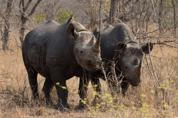 Pair of wild black rhino in natural environment