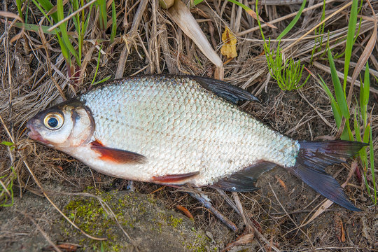Close up view of the signle white bream or silver fish on the natural background. .