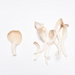 Fototapeta premium Oyster mushrooms (Pleurotus ostreatus) on white background