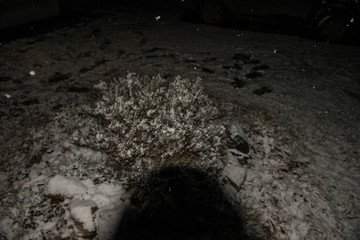 plants in the garden covered with the first snow on the background of a night in the village. Winter New Year's Eve.
