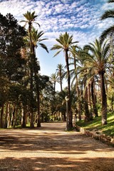 Fototapeta premium Beautiful and leafy municipal park in Elche between palm trees