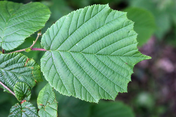 Hazel tree leaves