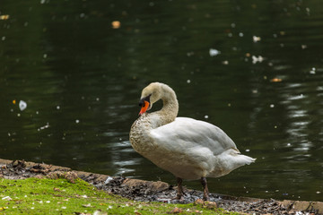 Swan