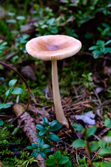 Found mushrooms under a tree during mushrooming
