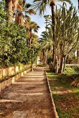 Obraz premium Path between palm trees in an orchard of Elche