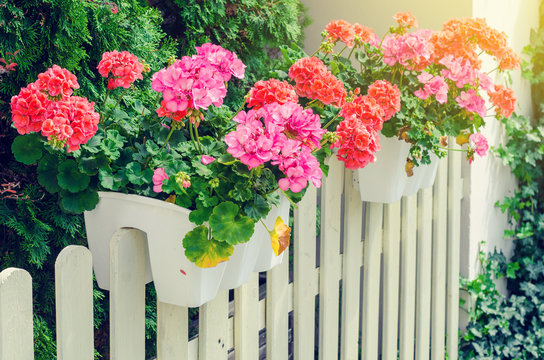 Flowers of primroses in white pots on a wooden fence
