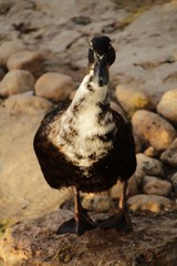 Beautiful duck in the municipal park of Elche