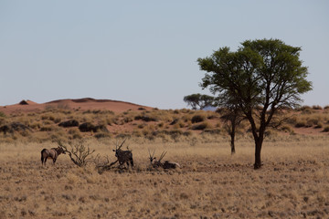 Fototapeta na wymiar antelope in the savanna in africa