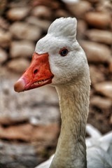 Beautiful white duck in the municipal park of Elche