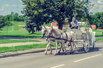 White horses drive a white coach down the city street, the coachman sleeps