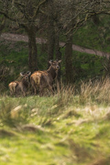 Fototapeta premium Wildlife Deer in the woods with green grass sorounding