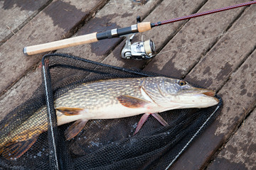 Trophy fishing. Big freshwater pike and fishing equipment lies on black fishing net..
