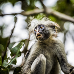 The Red Colobus Monkey is only found on the island of Zanzibar, off the coast of Tanzania, in the Jozani Forest. So many people visit this forest that the monkeys generally just ignore you .