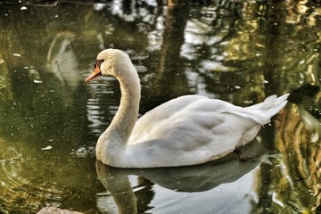 Fototapeta premium Beautiful swan swimming in a pond of the municipal park of Elche