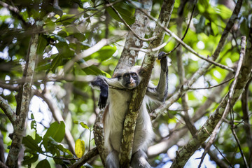 The Red Colobus Monkey is only found on the island of Zanzibar, off the coast of Tanzania, in the...
