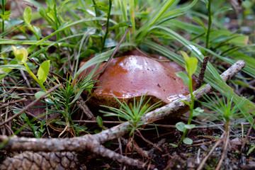 Found mushrooms under a tree during mushrooming