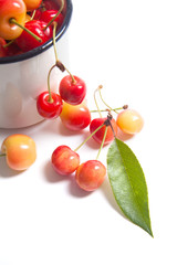 Yellow sweet cherry in white cup with green leaf isolate on white.