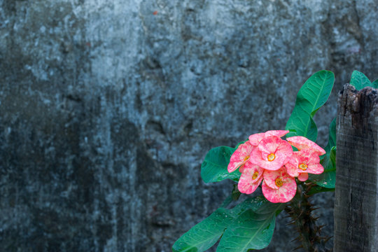 Beautiful Cactus Flower