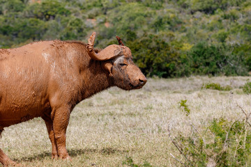 Buffalo standing full of mud