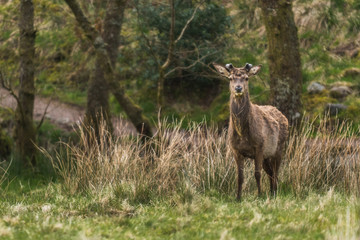 Wildlife Deer in the woods with green grass sorounding