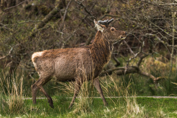 Wildlife Deer in the woods with green grass sorounding
