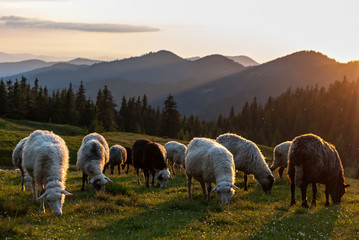 Flock of sheep grazing on field