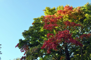 Fototapeta na wymiar Beatutiful autumn leaves