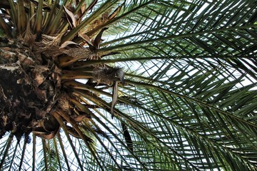 Palm branches texture