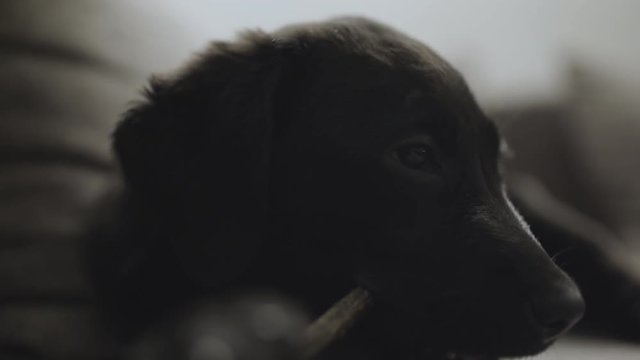 Black labrador retriever puppy bite bone on couch