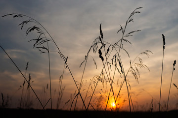 ssunset in the grass