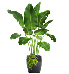 Banana palm, Ravenala palm in a pot