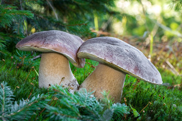 Twins of boletus edulis mushrooms in mossy and sunny forest