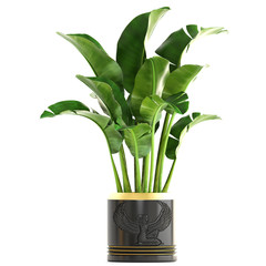 Banana palm, Ravenala palm in a pot