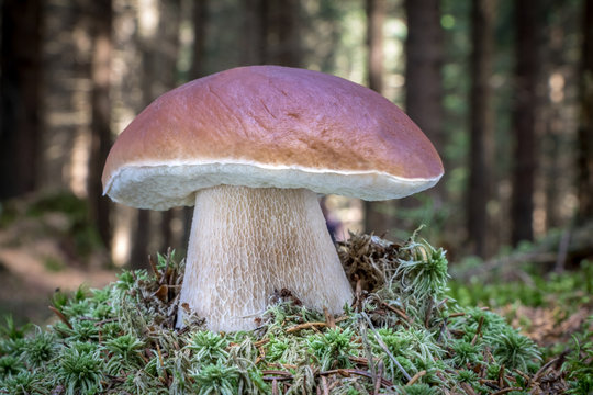 Amazing edible mushroom boletus edulis with blurred background in forest