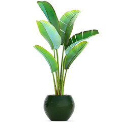 Banana palm, Ravenala palm in a pot	